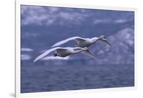 Whooper Swans Flying over Water-DLILLC-Framed Photographic Print