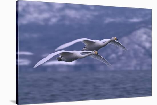 Whooper Swans Flying over Water-DLILLC-Stretched Canvas