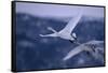 Whooper Swans Flying-DLILLC-Framed Stretched Canvas