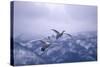 Whooper Swans Flying-DLILLC-Stretched Canvas