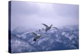 Whooper Swans Flying-DLILLC-Stretched Canvas