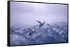 Whooper Swans Flying-DLILLC-Framed Stretched Canvas