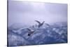 Whooper Swans Flying-DLILLC-Stretched Canvas