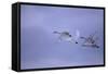 Whooper Swans Flying-DLILLC-Framed Stretched Canvas