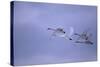 Whooper Swans Flying-DLILLC-Stretched Canvas