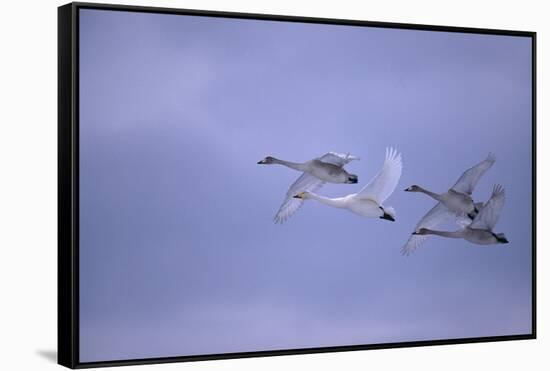 Whooper Swans Flying-DLILLC-Framed Stretched Canvas