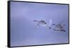 Whooper Swans Flying-DLILLC-Framed Stretched Canvas