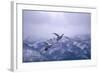 Whooper Swans Flying-DLILLC-Framed Photographic Print