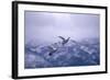 Whooper Swans Flying-DLILLC-Framed Photographic Print