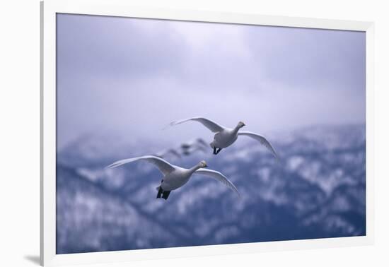 Whooper Swans Flying-DLILLC-Framed Photographic Print