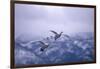 Whooper Swans Flying-DLILLC-Framed Photographic Print