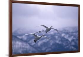 Whooper Swans Flying-DLILLC-Framed Photographic Print