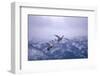 Whooper Swans Flying-DLILLC-Framed Photographic Print