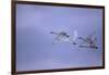 Whooper Swans Flying-DLILLC-Framed Photographic Print