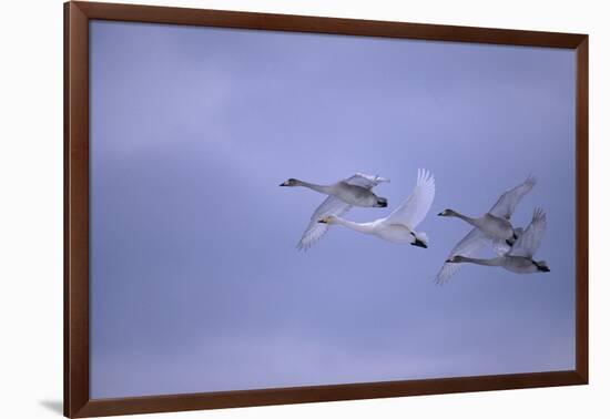 Whooper Swans Flying-DLILLC-Framed Photographic Print