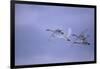 Whooper Swans Flying-DLILLC-Framed Photographic Print