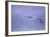 Whooper Swans Flying-DLILLC-Framed Photographic Print