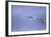 Whooper Swans Flying-DLILLC-Framed Photographic Print