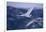 Whooper Swans Flying-DLILLC-Framed Photographic Print