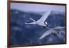 Whooper Swans Flying-DLILLC-Framed Photographic Print