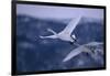 Whooper Swans Flying-DLILLC-Framed Photographic Print