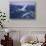 Whooper Swans Flying-DLILLC-Stretched Canvas displayed on a wall