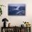 Whooper Swans Flying-DLILLC-Stretched Canvas displayed on a wall