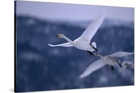 Whooper Swans Flying-DLILLC-Stretched Canvas