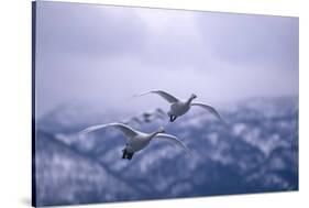 Whooper Swans Flying-DLILLC-Stretched Canvas