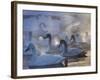 Whooper swans, Hokkaido Island, Japan-Art Wolfe-Framed Photographic Print