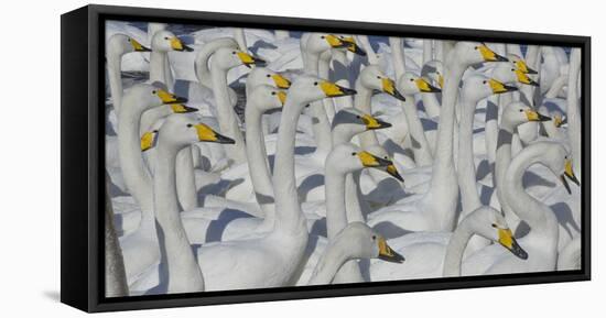 Whooper swans, Hokkaido Island, Japan-Art Wolfe-Framed Stretched Canvas