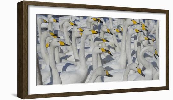 Whooper swans, Hokkaido Island, Japan-Art Wolfe-Framed Photographic Print