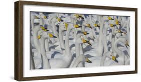 Whooper swans, Hokkaido Island, Japan-Art Wolfe-Framed Photographic Print