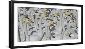 Whooper swans, Hokkaido Island, Japan-Art Wolfe-Framed Photographic Print