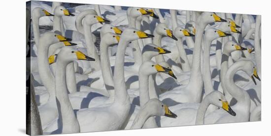 Whooper swans, Hokkaido Island, Japan-Art Wolfe-Stretched Canvas