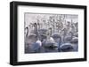 Whooper Swans, Hokkaido, Japan-Art Wolfe-Framed Photographic Print