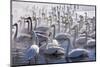 Whooper Swans, Hokkaido, Japan-Art Wolfe-Mounted Photographic Print