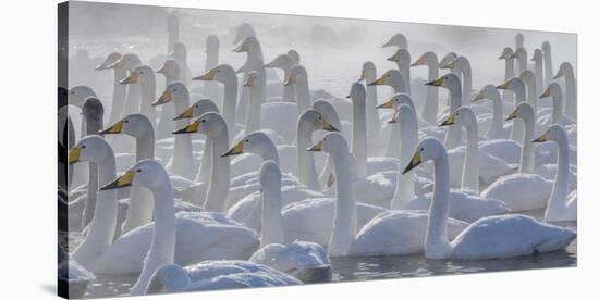 Whooper swans, Hokkaido, Japan-Art Wolfe-Stretched Canvas