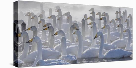 Whooper swans, Hokkaido, Japan-Art Wolfe-Stretched Canvas