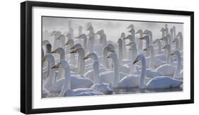 Whooper swans, Hokkaido, Japan-Art Wolfe-Framed Photographic Print