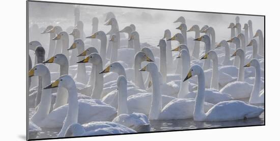 Whooper swans, Hokkaido, Japan-Art Wolfe-Mounted Photographic Print