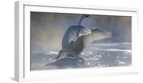 Whooper swans, Hokkaido, Japan-Art Wolfe-Framed Photographic Print