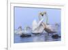 Whooper swans, Hokkaido, Japan-Art Wolfe Wolfe-Framed Photographic Print