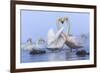 Whooper swans, Hokkaido, Japan-Art Wolfe Wolfe-Framed Photographic Print