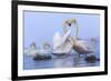 Whooper swans, Hokkaido, Japan-Art Wolfe Wolfe-Framed Photographic Print