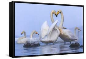 Whooper swans, Hokkaido, Japan-Art Wolfe Wolfe-Framed Stretched Canvas