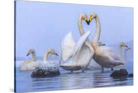 Whooper swans, Hokkaido, Japan-Art Wolfe Wolfe-Stretched Canvas