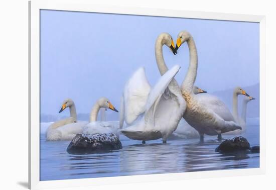 Whooper swans, Hokkaido, Japan-Art Wolfe Wolfe-Framed Photographic Print