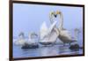 Whooper swans, Hokkaido, Japan-Art Wolfe Wolfe-Framed Photographic Print