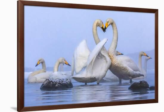 Whooper swans, Hokkaido, Japan-Art Wolfe Wolfe-Framed Photographic Print